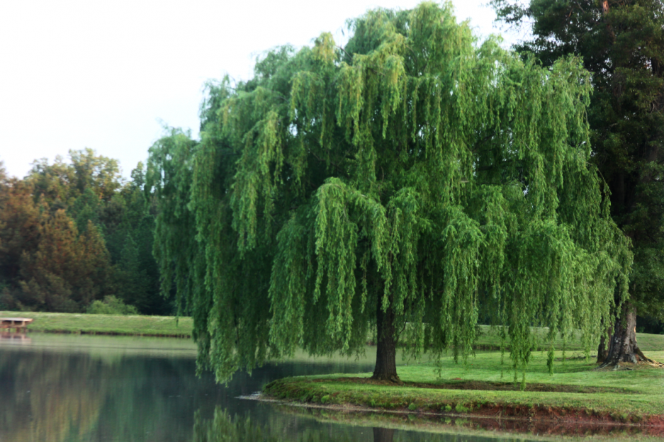 cropped-willow-tree-on-lake-e1399900601773-1